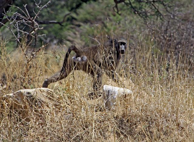 251 Okonjima, okonjima bush camp, baviaan.JPG